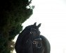 dressage horse Charming Boy 66 (Mecklenburg, 2012, from Count Up)