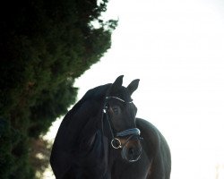 dressage horse Charming Boy 66 (Mecklenburg, 2012, from Count Up)