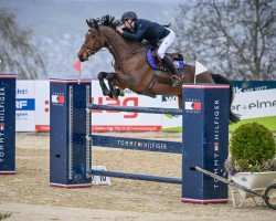 jumper Lady Dallas (German Sport Horse, 2015, from Dallas VDL Z)