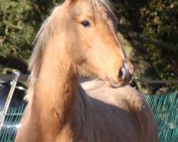 Dressurpferd Hengst von Nancho’s Golden Star / Charivari (Deutsches Reitpony, 2020, von Nancho's Golden Star)