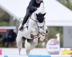 Springpferd Be Eskada (Anglo Europäisches Sportpferd, 2017, von Cornet Obolensky)