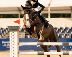 jumper Chaska II (Hanoverian, 2008, from Stenograph)