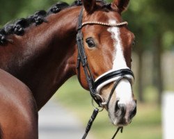 dressage horse Cristal's Colada (Westfale, 2017, from Cristallo I)