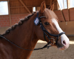 Dressurpferd Zöthens Dajana (Deutsches Reitpony, 2012, von Naminio)