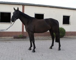 jumper Lucia S 3 (Oldenburger Springpferd, 2015, from Sandokan 290)