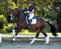 stallion Frisco 217 FIN (Hanoverian, 2012, from Fürstenball)