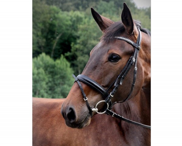 dressage horse Santina 67 (Westphalian, 2012, from Silbermond)