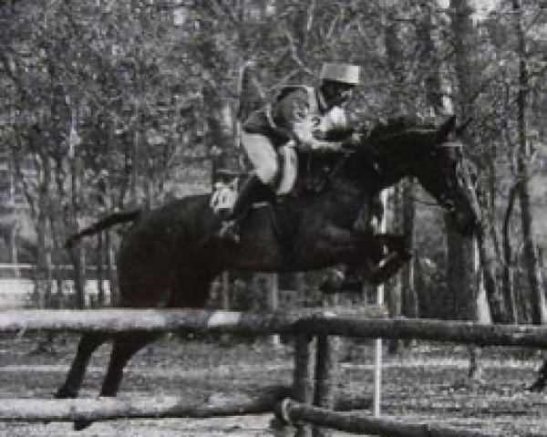 stallion Kami AA (Anglo-Arabs, 1976, from Windy AA)