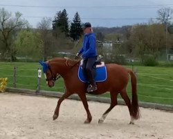 dressage horse Der kleine Gentleman 3 (German Riding Pony, 2014, from Genesis B)