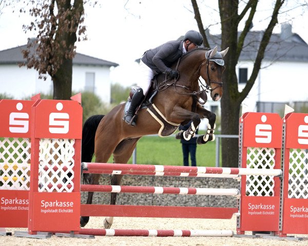 jumper Cellito Mw (German Sport Horse, 2018, from Cellestial)