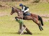 jumper Cappuccino WE (German Riding Pony, 2008, from Charivari)