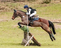 Springpferd Cappuccino WE (Deutsches Reitpony, 2008, von Charivari)