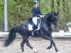 dressage horse Licostus (Hanoverian, 2015, from Licotus)