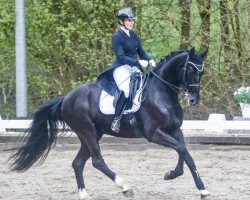 dressage horse Licostus (Hanoverian, 2015, from Licotus)