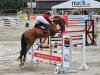 jumper Cascaja 22 (German Sport Horse, 2004, from Lesotho)