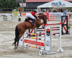 jumper Cascaja 22 (German Sport Horse, 2004, from Lesotho)