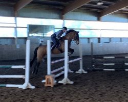 dressage horse Hove's Dreamdancer (New-Forest-Pony, 2003, from Wootton Dancing Lord)