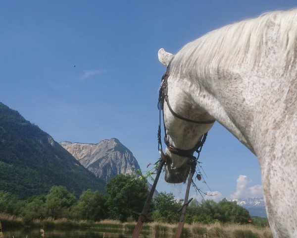 Springpferd Campino 355 (Württemberger, 2004, von Cleveland)