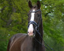 dressage horse Don Massimo (Hanoverian, 2019, from Dohnanyi 5)