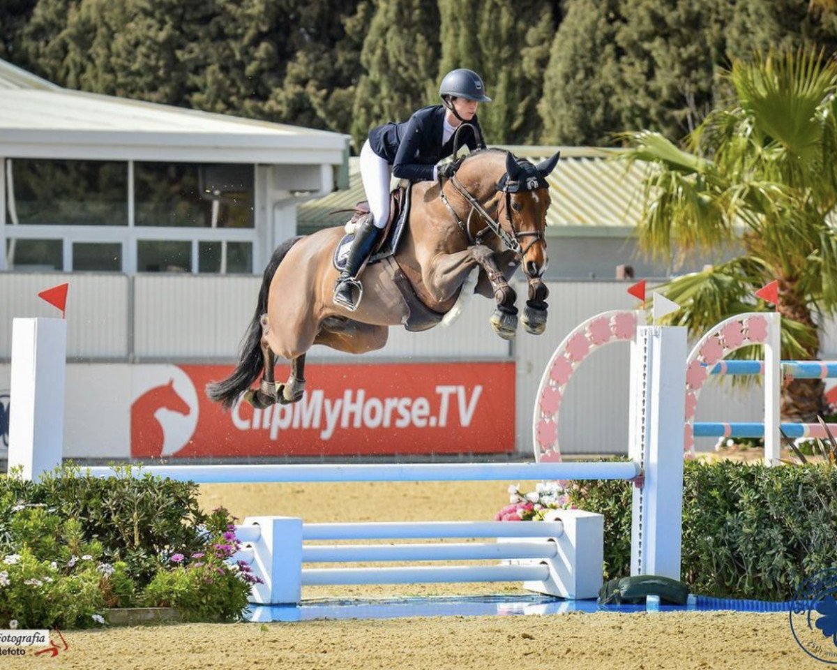 jumper Keatingstown Mister Cool (Oldenburg, 2016, from HH Messenger)