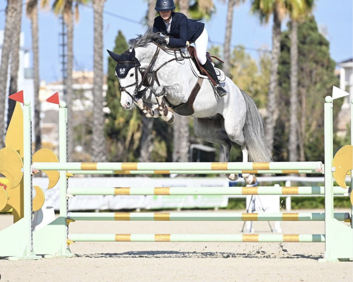 jumper Cooley Hot Socks (Zangersheide riding horse, 2017, from Heart Touch)