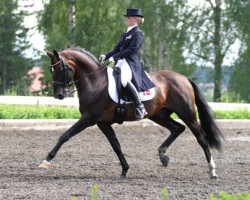 stallion Roi du Ballet 82 FIN (Finnish Warmblood, 1992, from Rothschild J 63 FIN)