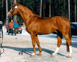 stallion Stanford 89 FIN (Swedish Warmblood, 1981, from Anart)