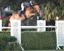 jumper Wonder If (anglo european sporthorse, 2012, from Cevin Z)