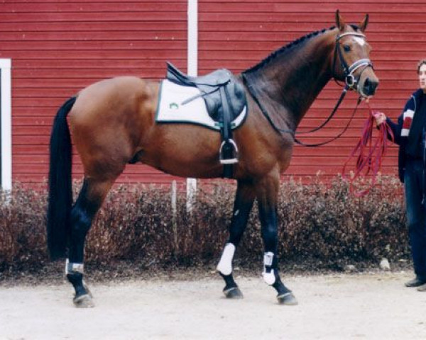 Deckhengst Playboy 107 FIN (Koninklijk Warmbloed Paardenstamboek Nederland (KWPN), 1997, von Kennedy)