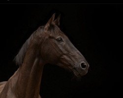 dressage horse Black Ivory (unknown, 2009)