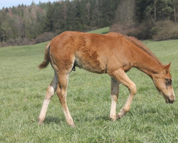 Pferd Sparkling Nightlife (Quarter Horse, 2023)