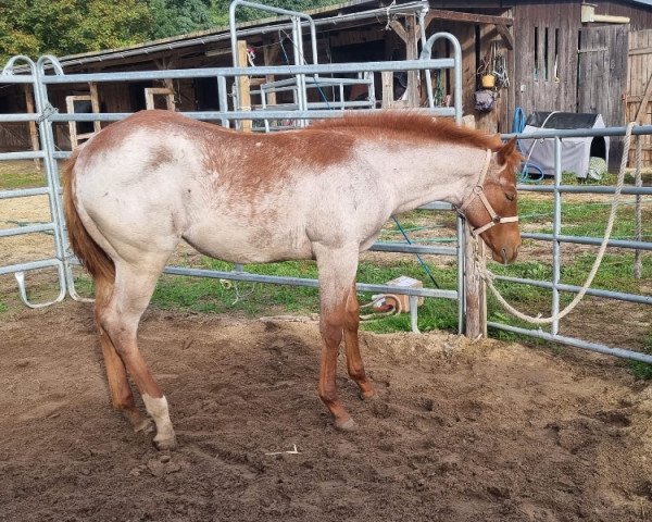 Pferd Ginie (Quarter Horse, 2022)