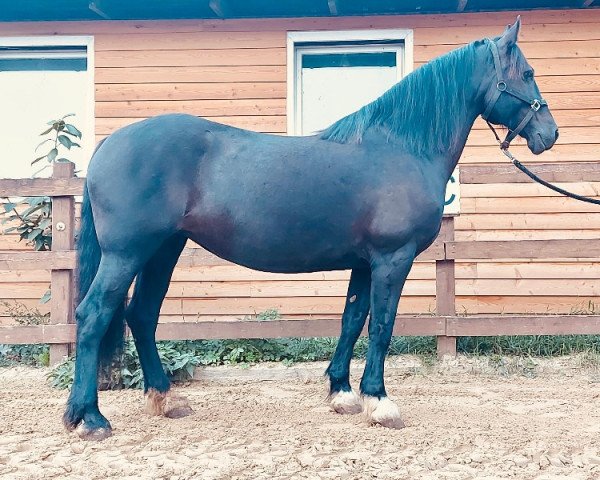 horse Merle (Welsh-Cob (Sek. D), 2013)