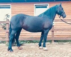 Pferd Merle (Welsh-Cob (Sek. D), 2013)