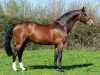 Deckhengst Querlybet Hero (Belgium Sporthorse, 2000, von Baloubet du Rouet)