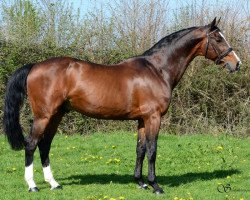 stallion Querlybet Hero (Belgium Sporthorse, 2000, from Baloubet du Rouet)