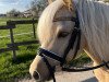 dressage horse Spring Star's Kensington (Welsh-Pony (Section B), 2016, from Woldberg's Vivaldi)