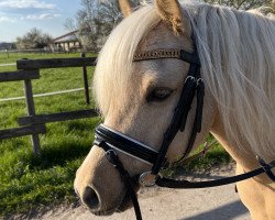 dressage horse Spring Star's Kensington (Welsh-Pony (Section B), 2016, from Woldberg's Vivaldi)