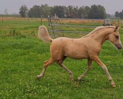 dressage horse Diamondstarlight Golden Dream (German Riding Pony, 2022, from Genesis BL)