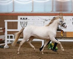 Deckhengst Starlight´s Ice Cream DW (Welsh Pony (Sek.B), 2020, von Spring Star's Spirit)