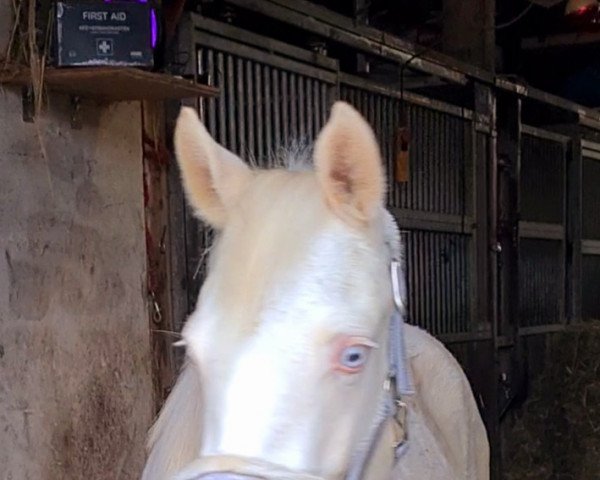 dressage horse Starlight´s Cinderella (German Riding Pony, 2021, from Reitland's Diamonds Gold)