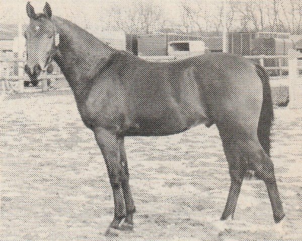 stallion Hassan II (Nederlands Rijpaarden en Pony, 1983, from Hassan ox)