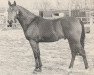 Deckhengst Hassan II (Nederlands Rijpaarden en Pony, 1983, von Hassan ox)