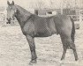 stallion Hassan II (Nederlands Rijpaarden en Pony, 1983, from Hassan ox)