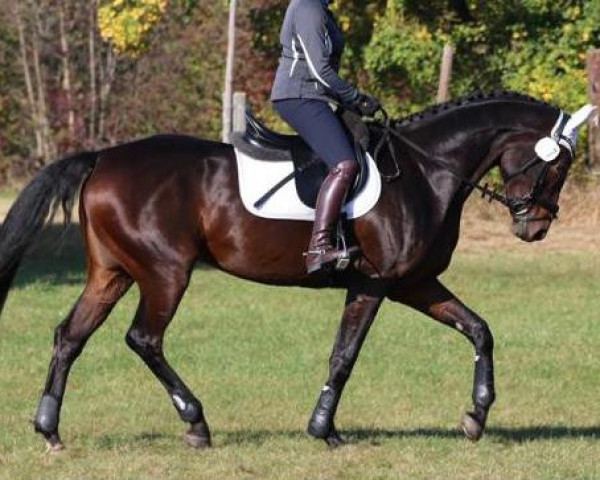 dressage horse Fortuna 495 (Mecklenburg, 2016, from Fürstenhof)