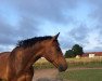 jumper Volturie (Oldenburg show jumper, 2013, from Volonter-T)