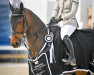 jumper Xo Kiara (anglo european sporthorse, 2012, from Billy Mexico)