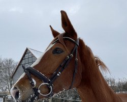 jumper Treasure SOL (Hanoverian, 2012, from Tornesch)