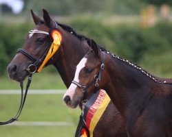 broodmare Petit Inevera (German Riding Pony, 2016, from Proud Rocketti)