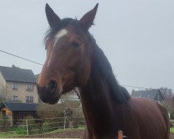 dressage horse Power Lady 20 (German Sport Horse, 2020, from Peking)